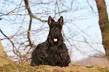 SCOTTISH TERRIER 072